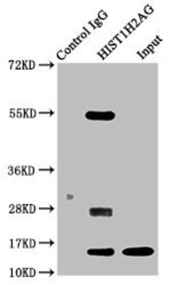 Invitrogen Acetyl-Histone Macro-H2A.1 (Lys13) Polyclonal Antibody 100 &mu;L;
