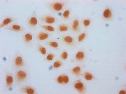 Invitrogen 2-hydroxyisobutyryl-Histone Macro-H2A.1 (Lys74) Polyclonal Antibody
