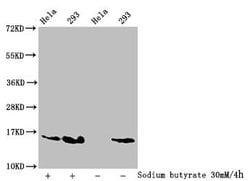 Invitrogen 2-hydroxyisobutyryl-Histone Macro-H2A.1 (Lys74) Polyclonal Antibody