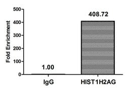 Invitrogen Acetyl-Histone Macro-H2A.1 (Lys36) Polyclonal Antibody 100 &mu;L;