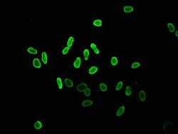 Invitrogen Acetyl-Histone Macro-H2A.1 (Lys36) Polyclonal Antibody 100 &mu;L;
