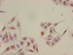 Invitrogen H2BK16ac Polyclonal Antibody 100 &mu;L | Buy Online | Invitrogen&trade; | Fisher Scientific