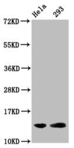 Invitrogen Glutaryl-Histone H2B (Lys5) Polyclonal Antibody 100 &mu;L; Unconjugated:Antibodies,