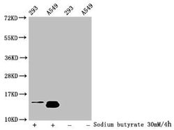 Invitrogen H2BK116ac Polyclonal Antibody 100 &mu;L; Unconjugated:Antibodies,