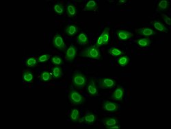 Formyl-Histone H2B (Lys116) Polyclonal Antibody, Invitrogen 100 &mu;L;