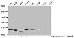 Formyl-Histone H2B (Lys116) Polyclonal Antibody, Invitrogen 100 &mu;L;
