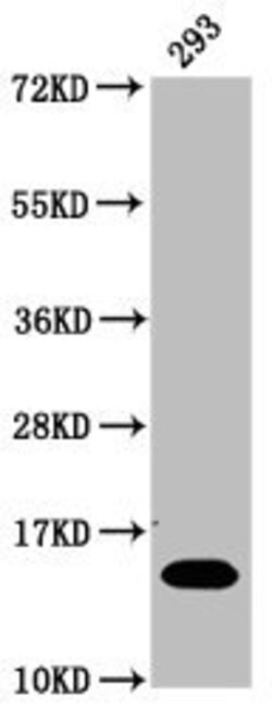 Invitrogen Glutaryl-Histone H2B (Lys116) Polyclonal Antibody 100 μL;