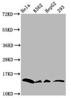 Invitrogen H2BK11cr Polyclonal Antibody 100 &mu;L; Unconjugated:Antibodies,