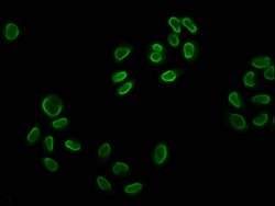 Invitrogen H2BK12ac Polyclonal Antibody 100 &mu;L; Unconjugated:Antibodies,