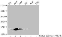Invitrogen H2BK12ac Polyclonal Antibody 100 &mu;L; Unconjugated:Antibodies,