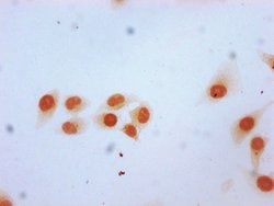 Invitrogen 2-hydroxyisobutyryl-Histone H2B (Lys12) Polyclonal Antibody