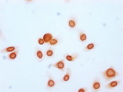 Invitrogen H2BK20ac Polyclonal Antibody 100 &mu;L; Unconjugated:Antibodies,