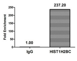 Invitrogen H2BK20ac Polyclonal Antibody 100 &mu;L; Unconjugated:Antibodies,