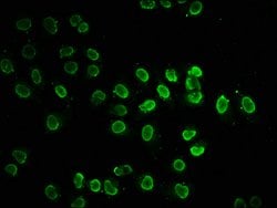 Invitrogen H2BK20ac Polyclonal Antibody 100 &mu;L; Unconjugated:Antibodies,