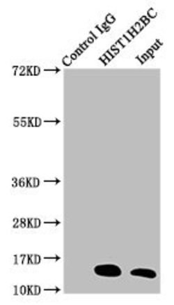 Invitrogen H2BK20ac Polyclonal Antibody 100 &mu;L; Unconjugated:Antibodies,