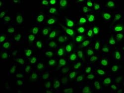 Invitrogen 2-hydroxyisobutyryl-Histone H2B (Lys20) Polyclonal Antibody