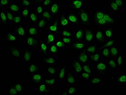 Invitrogen 2-hydroxyisobutyryl-Histone H2B (Lys24) Polyclonal Antibody