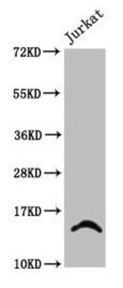 Invitrogen 2-hydroxyisobutyryl-Histone H2B (Lys24) Polyclonal Antibody