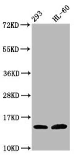 Invitrogen Hydroxyl-Histone H2B (Tyr37) Polyclonal Antibody 100 μL;