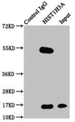 Phospho-Histone H3 (Thr3) Polyclonal Antibody:Antibodies, Polyclonal