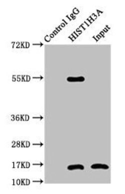 Invitrogen H3K4cr Polyclonal Antibody 100 μL; Unconjugated:Antibodies,