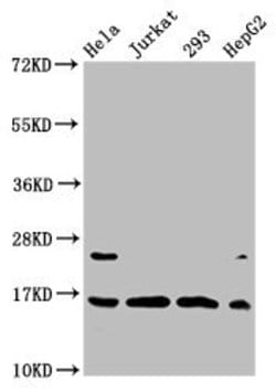 Invitrogen H3K4cr Polyclonal Antibody 100 μL; Unconjugated:Antibodies,