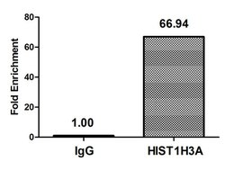 Butyryl-Histone H3 (Lys9) Polyclonal Antibody:Antibodies, Polyclonal