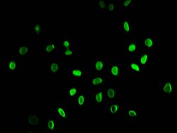 Butyryl-Histone H3 (Lys9) Polyclonal Antibody:Antibodies, Polyclonal