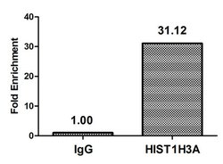 Invitrogen beta-hydroxybutyryl-Histone H3 (Lys18) Polyclonal Antibody 100