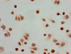 Invitrogen H3K23ac Polyclonal Antibody 100 &mu;L; Unconjugated:Antibodies,