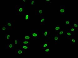 Invitrogen H3K23ac Polyclonal Antibody 100 &mu;L; Unconjugated:Antibodies,