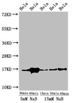 Invitrogen H3K23ac Polyclonal Antibody 100 &mu;L; Unconjugated:Antibodies,