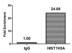 Invitrogen beta-hydroxybutyryl-Histone H3 (Lys23) Polyclonal Antibody 100
