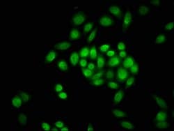 Invitrogen Formyl-Histone H3 (Lys23) Polyclonal Antibody 100 &mu;L; Unconjugated:Antikörper