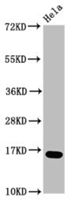 Invitrogen Formyl-Histone H3 (Lys23) Polyclonal Antibody 100 &mu;L; Unconjugated:Antikörper