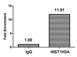 beta-hydroxybutyryl-Histone H3 (Lys27) Polyclonal Antibody:Antibodies,