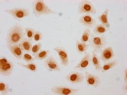 Invitrogen 2-hydroxyisobutyryl-Histone H3 (Lys27) Polyclonal Antibody 100