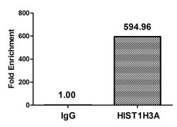 Invitrogen H3K36ac Polyclonal Antibody 100 &mu;L; Unconjugated:Antibodies,