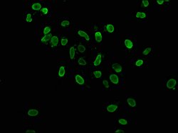 Invitrogen H3K36ac Polyclonal Antibody 100 &mu;L; Unconjugated:Antibodies,