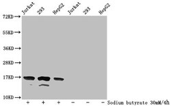 Invitrogen H3K36ac Polyclonal Antibody 100 &mu;L; Unconjugated:Antibodies,