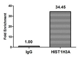 Invitrogen H3K37ac Polyclonal Antibody 100 &mu;L | Buy Online | Invitrogen&trade; | Fisher Scientific