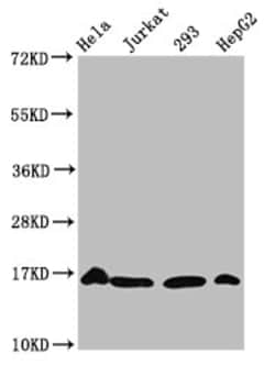 Invitrogen H3K56cr Polyclonal Antibody 100 &mu;L; Unconjugated:Antibodies,