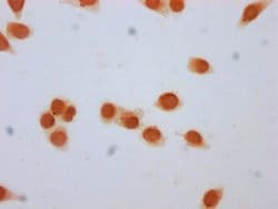 Invitrogen beta-hydroxybutyryl-Histone H3 (Lys79) Polyclonal Antibody 100