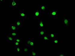 Invitrogen beta-hydroxybutyryl-Histone H3 (Lys79) Polyclonal Antibody 100