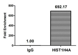 Invitrogen H4K5pr Polyclonal Antibody 100 &mu;L; Unconjugated:Antibodies,