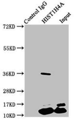 Invitrogen H4K5pr Polyclonal Antibody 100 &mu;L; Unconjugated:Antibodies,