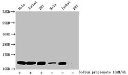 Invitrogen H4K5pr Polyclonal Antibody 100 &mu;L; Unconjugated:Antibodies,