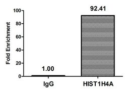 Invitrogen Butyryl-Histone H4 (Lys8) Polyclonal Antibody 100 &mu;L | Buy Online | Invitrogen&trade; | Fisher Scientific