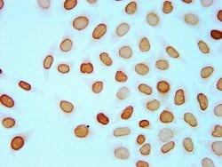 Invitrogen Butyryl-Histone H4 (Lys8) Polyclonal Antibody 100 &mu;L | Buy Online | Invitrogen&trade; | Fisher Scientific