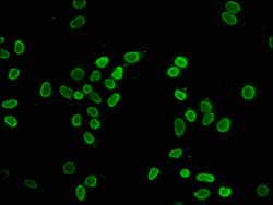 Invitrogen Butyryl-Histone H4 (Lys8) Polyclonal Antibody 100 &mu;L | Buy Online | Invitrogen&trade; | Fisher Scientific